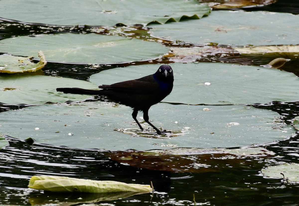 Common Grackle - ML620244387