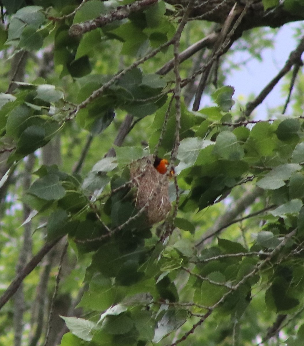 Baltimore Oriole - ML620244390