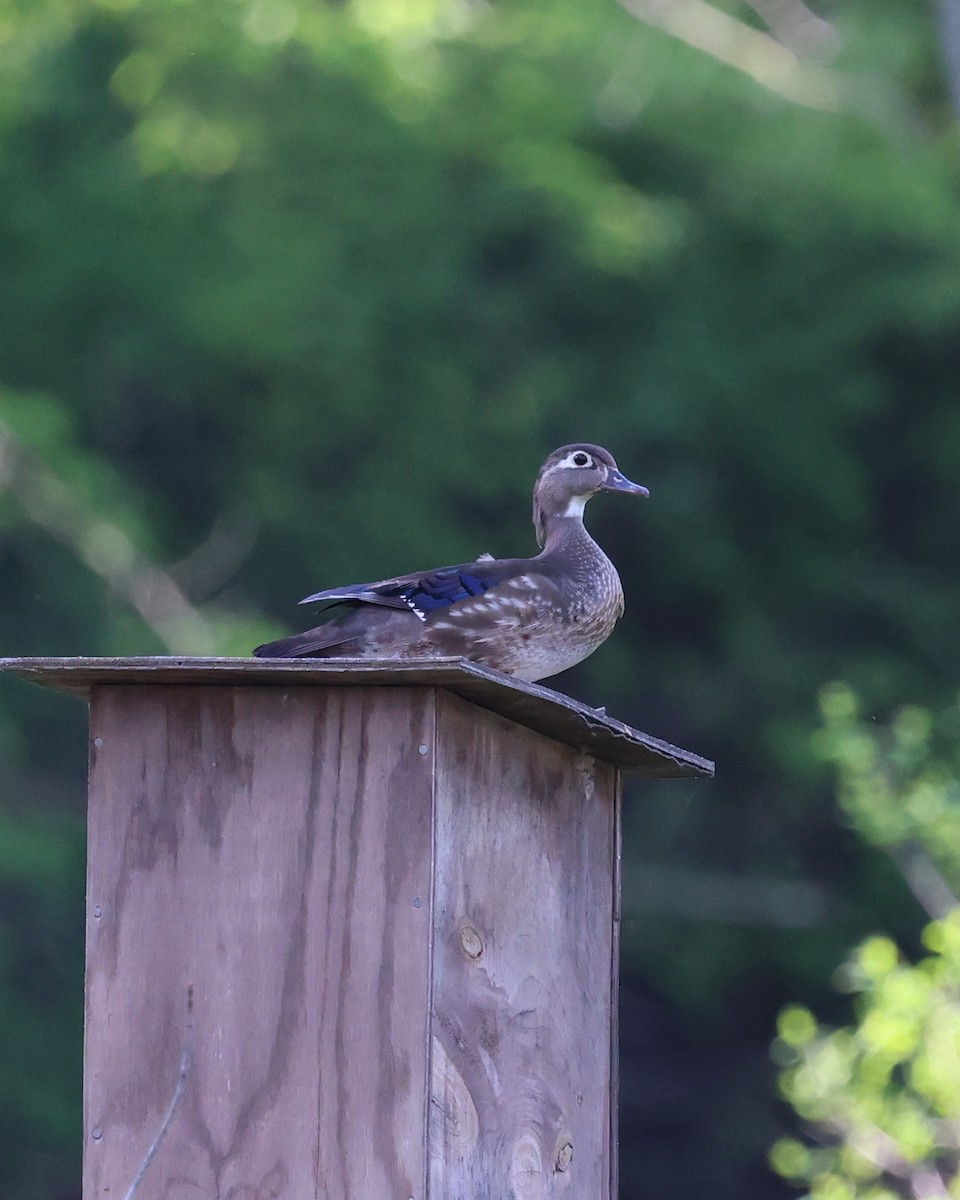 Wood Duck - ML620244398