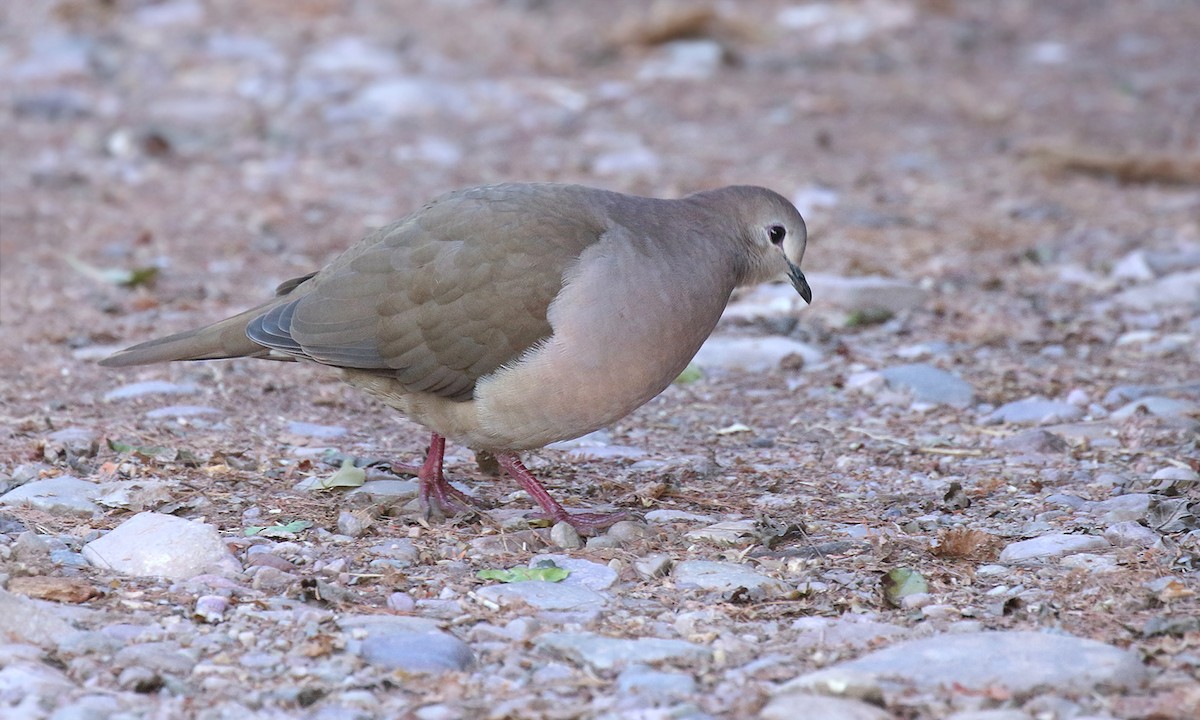 Large-tailed Dove - ML620244400