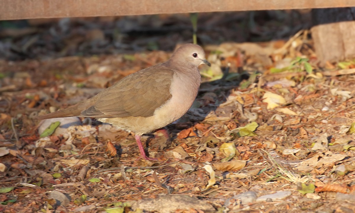 Large-tailed Dove - ML620244401