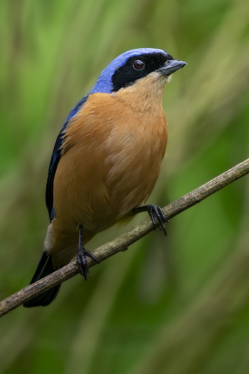 Fawn-breasted Tanager - ML620244402