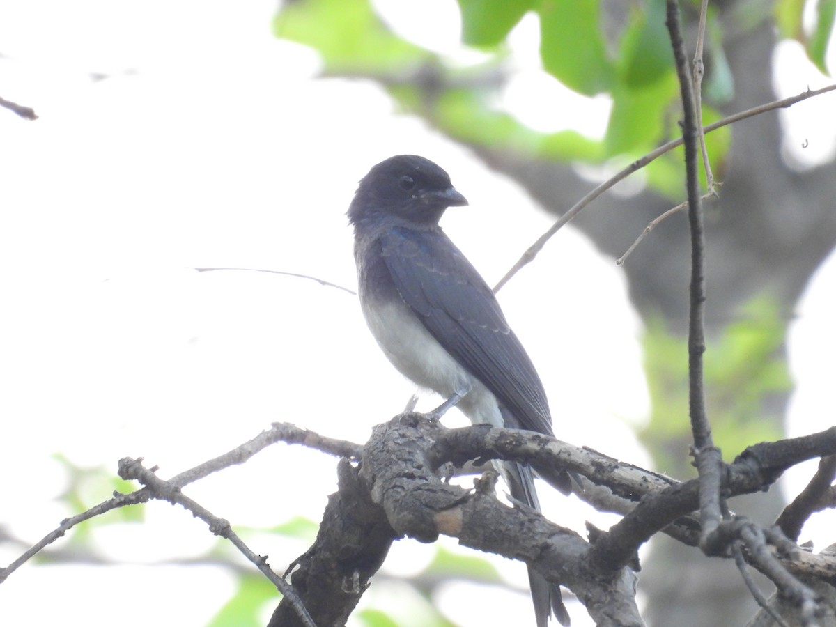 White-bellied Drongo - ML620244405