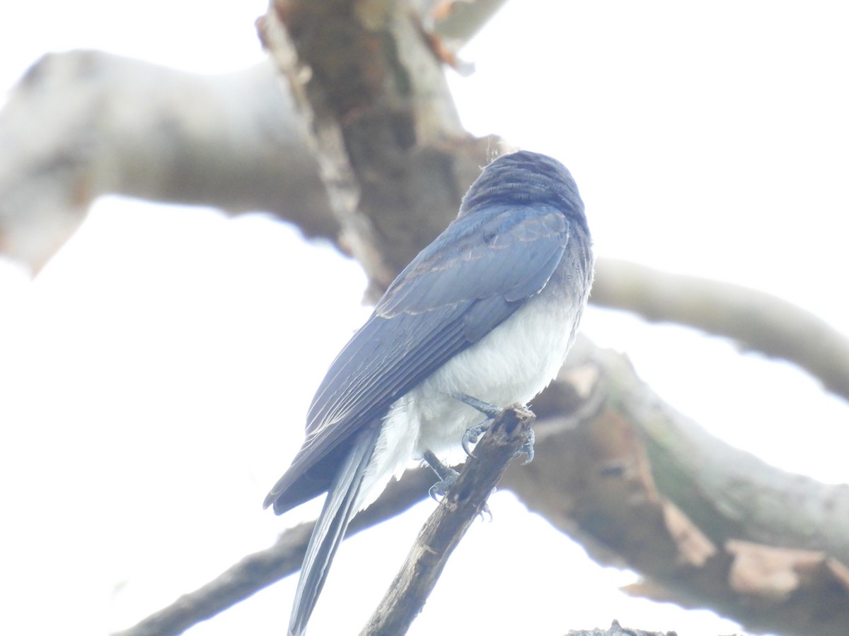 White-bellied Drongo - ML620244407