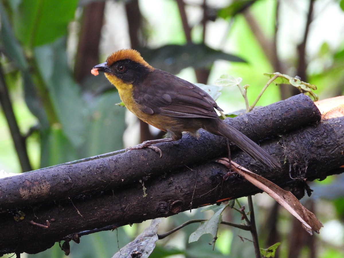 Tricolored Brushfinch - ML620244410