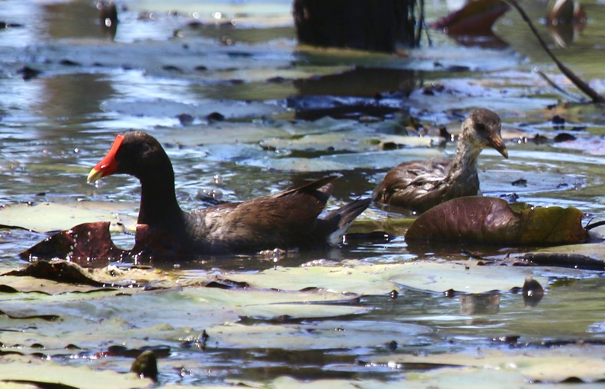 Common Gallinule - Ken Hare