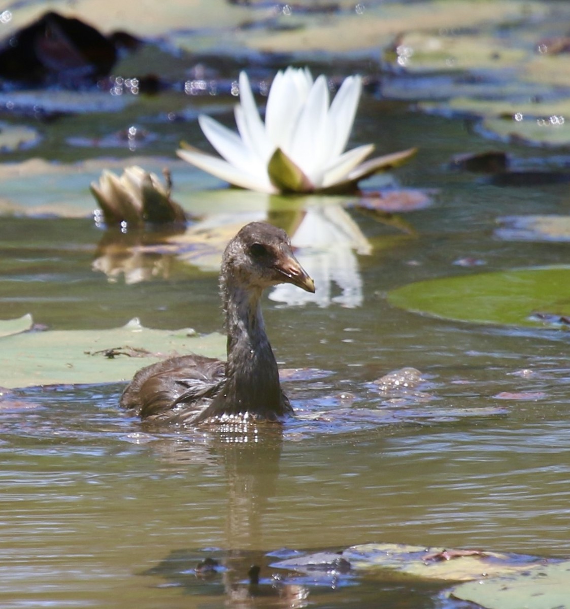 Common Gallinule - ML620244412