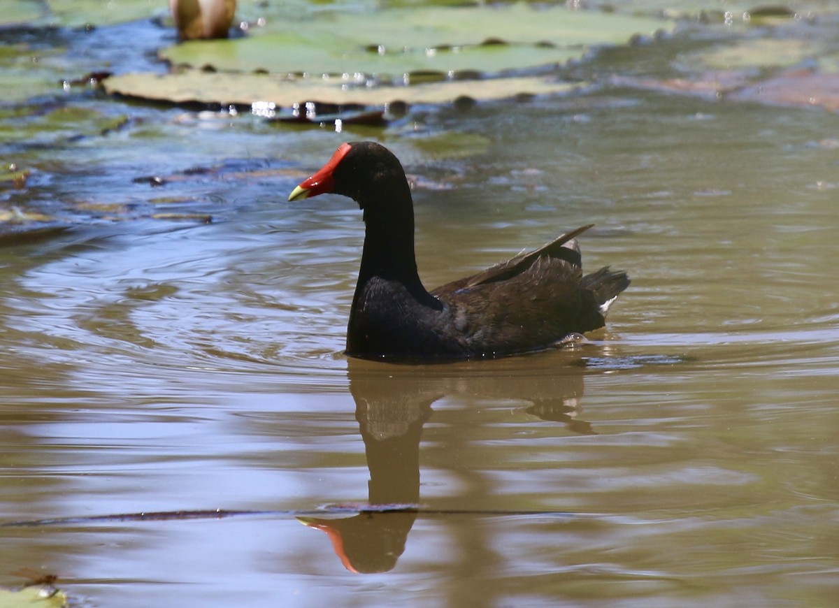 Common Gallinule - ML620244413