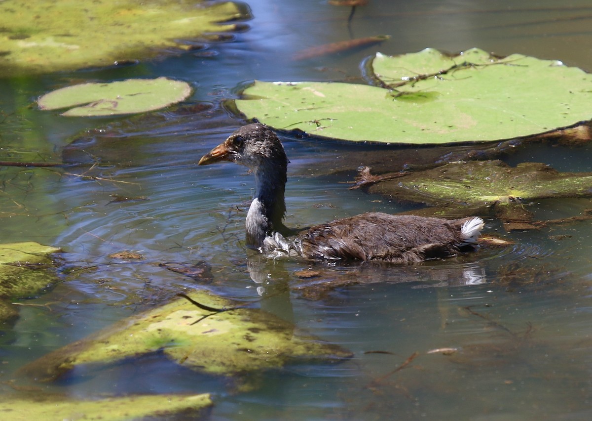 Common Gallinule - ML620244414