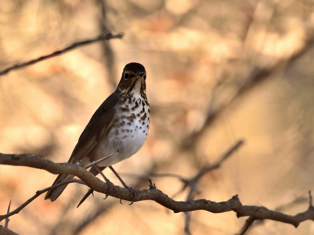 Swainson's Thrush - ML620244417