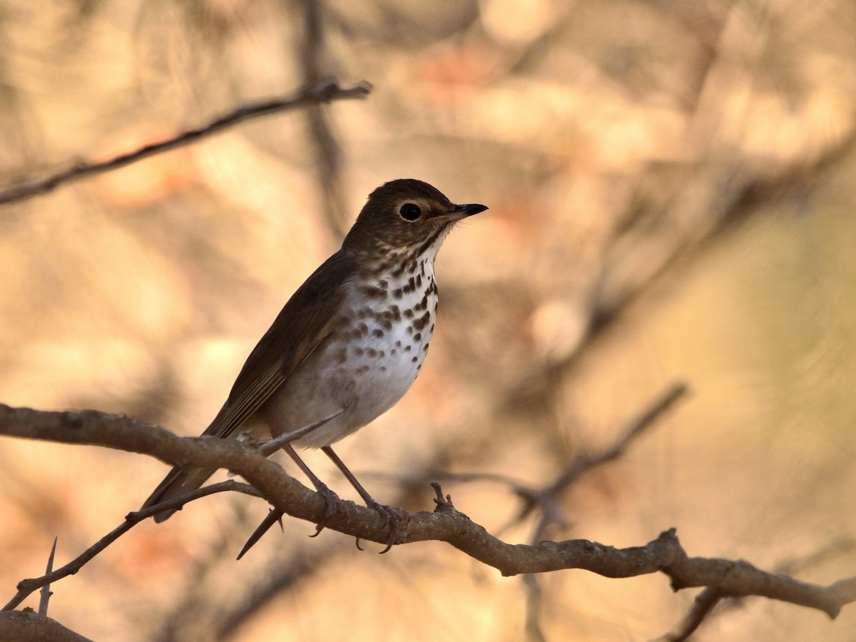 Swainson's Thrush - ML620244418