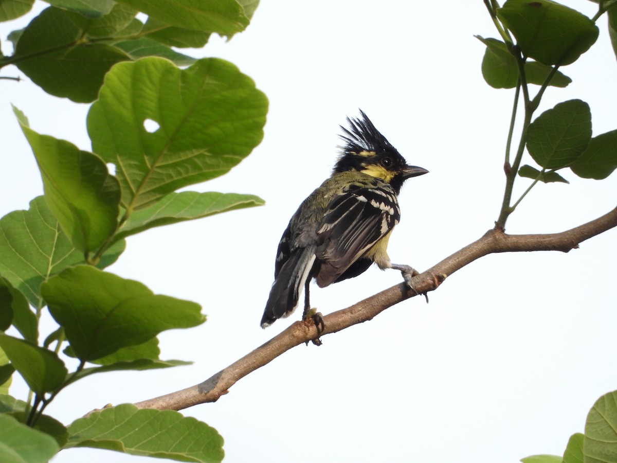 Mésange jaune - ML620244419