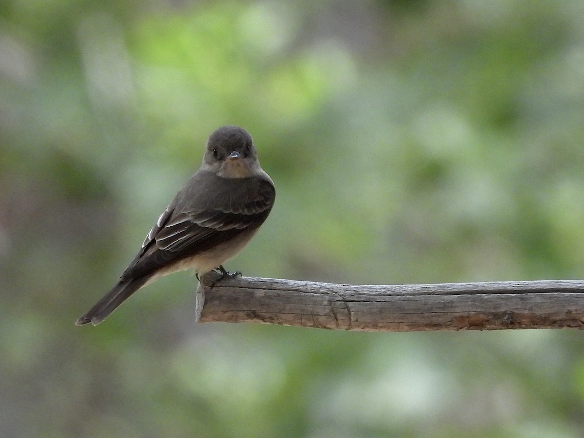 Western Wood-Pewee - ML620244422