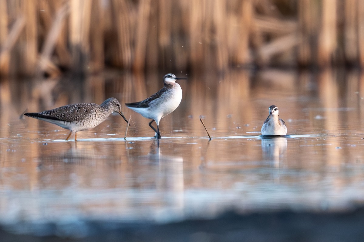 Wilson's Phalarope - ML620244426