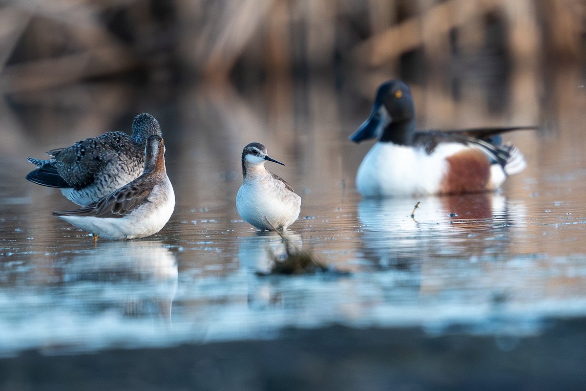 Wilson's Phalarope - ML620244427