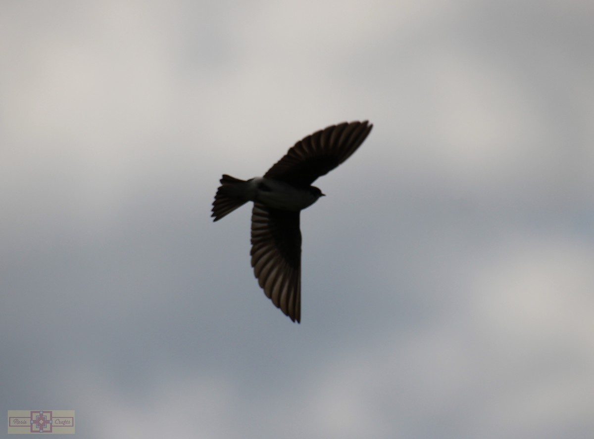 swallow sp. - ML620244434