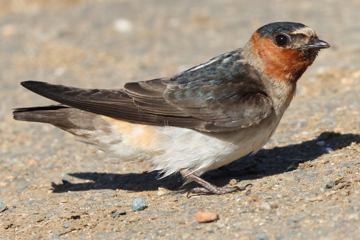 Cliff Swallow - ML620244435