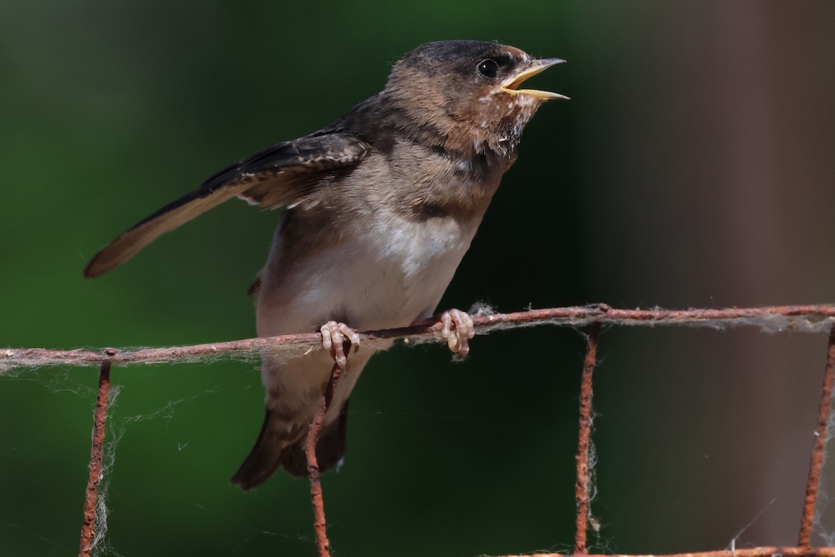 Cliff Swallow - ML620244436