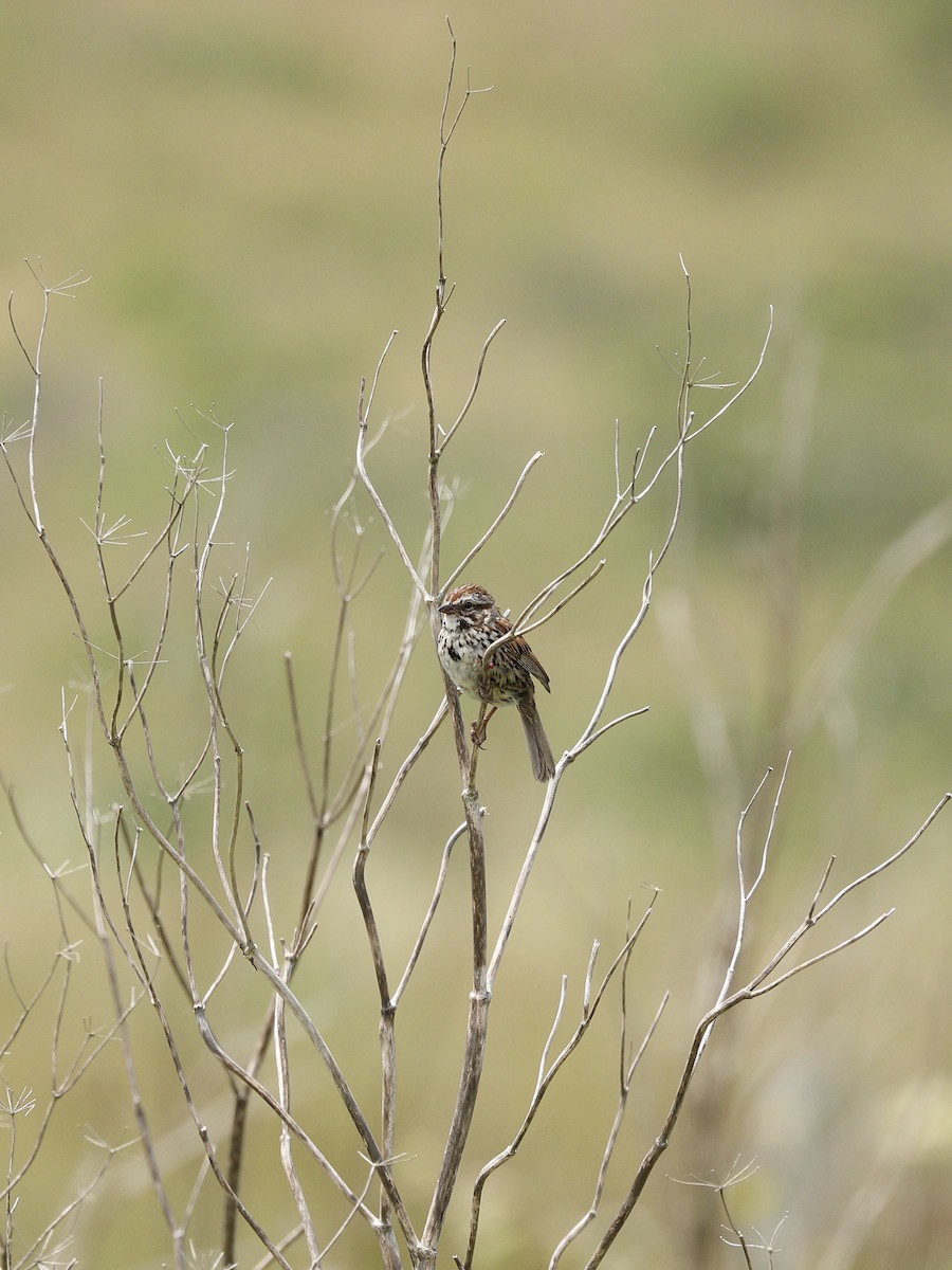 Song Sparrow - Hampus Sandberg