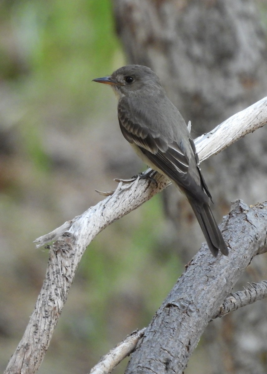 Western Wood-Pewee - ML620244440