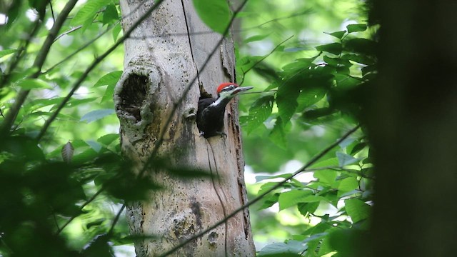 Pileated Woodpecker - ML620244444