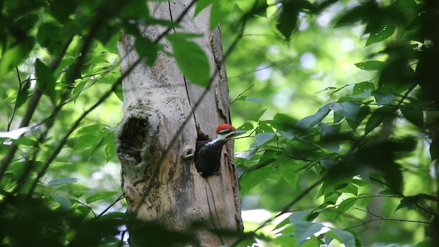 Pileated Woodpecker - ML620244445