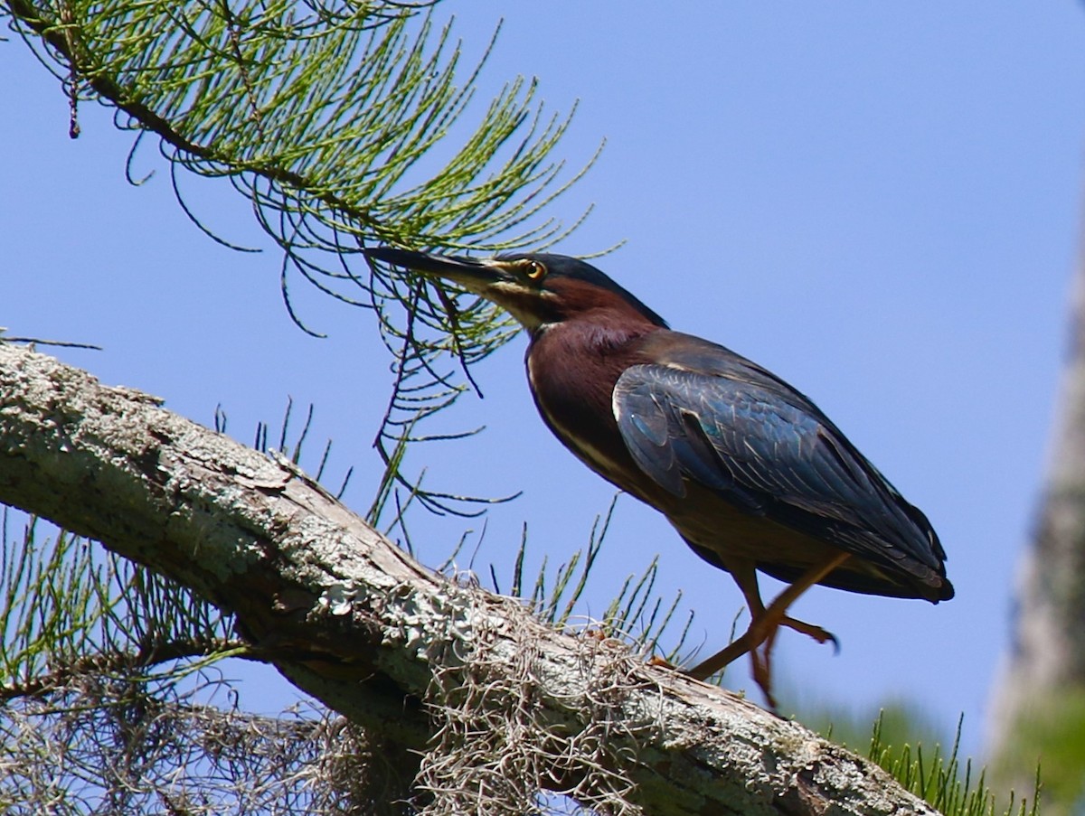 Green Heron - ML620244448