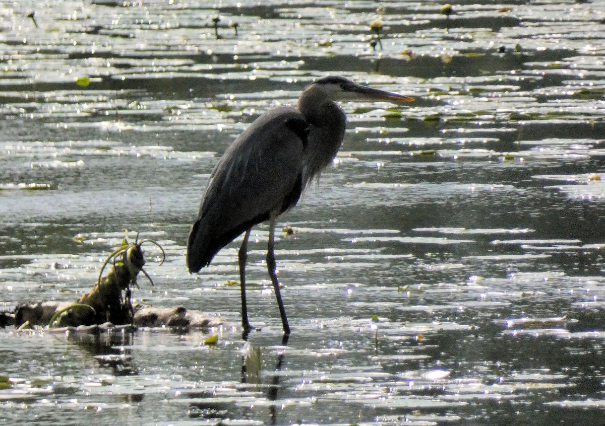 Great Blue Heron - ML620244450