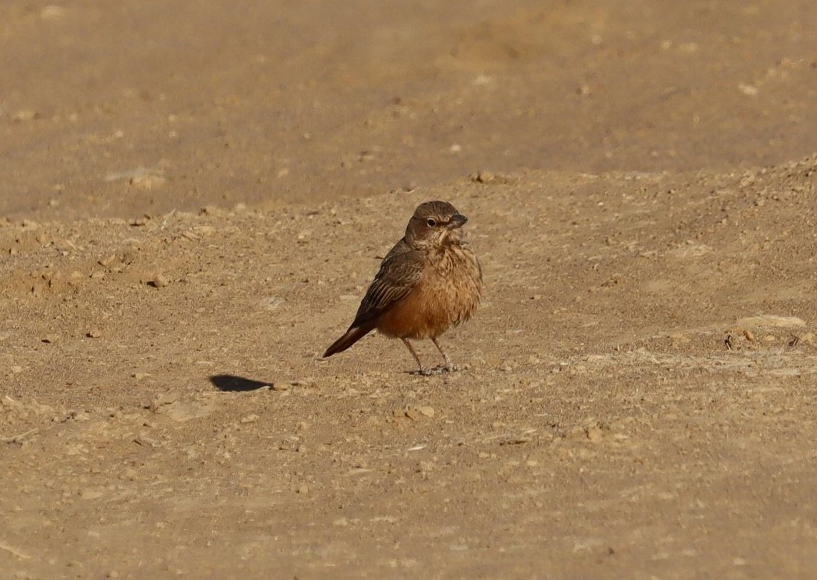 Rufous-tailed Lark - ML620244454