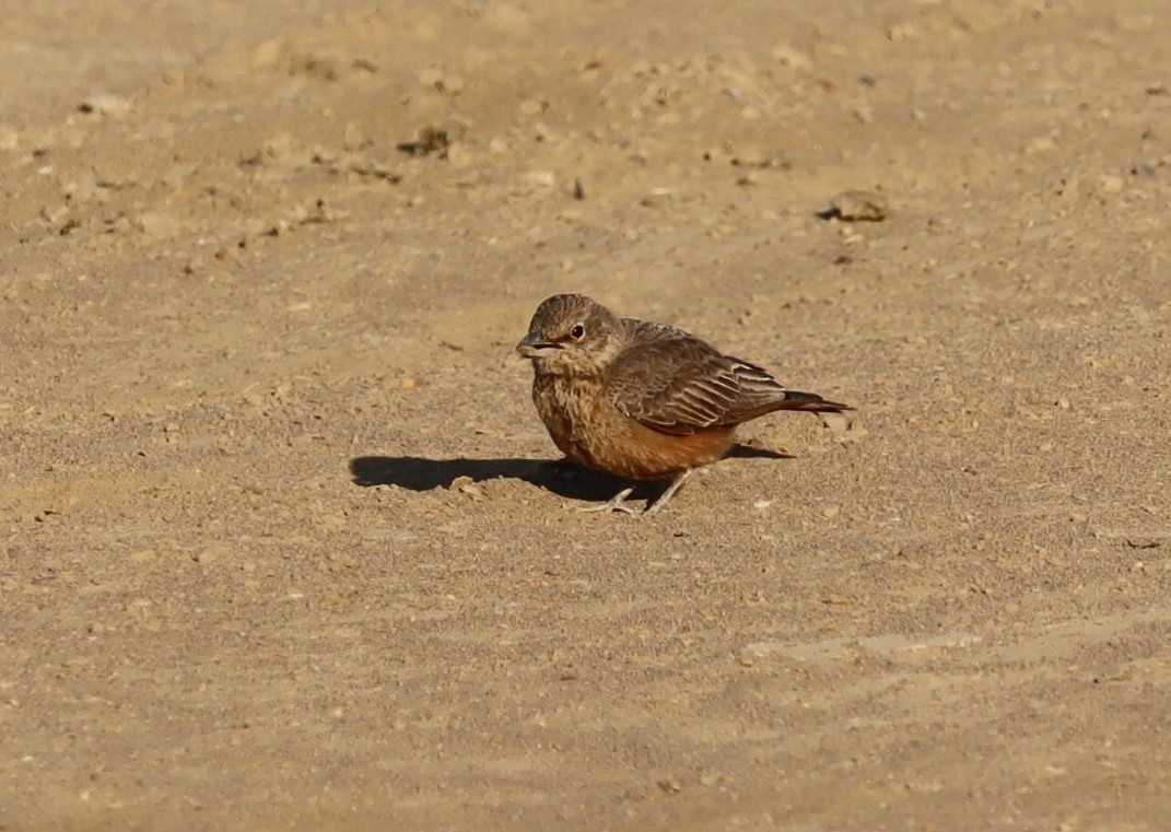 Ammomane à queue rouge - ML620244456