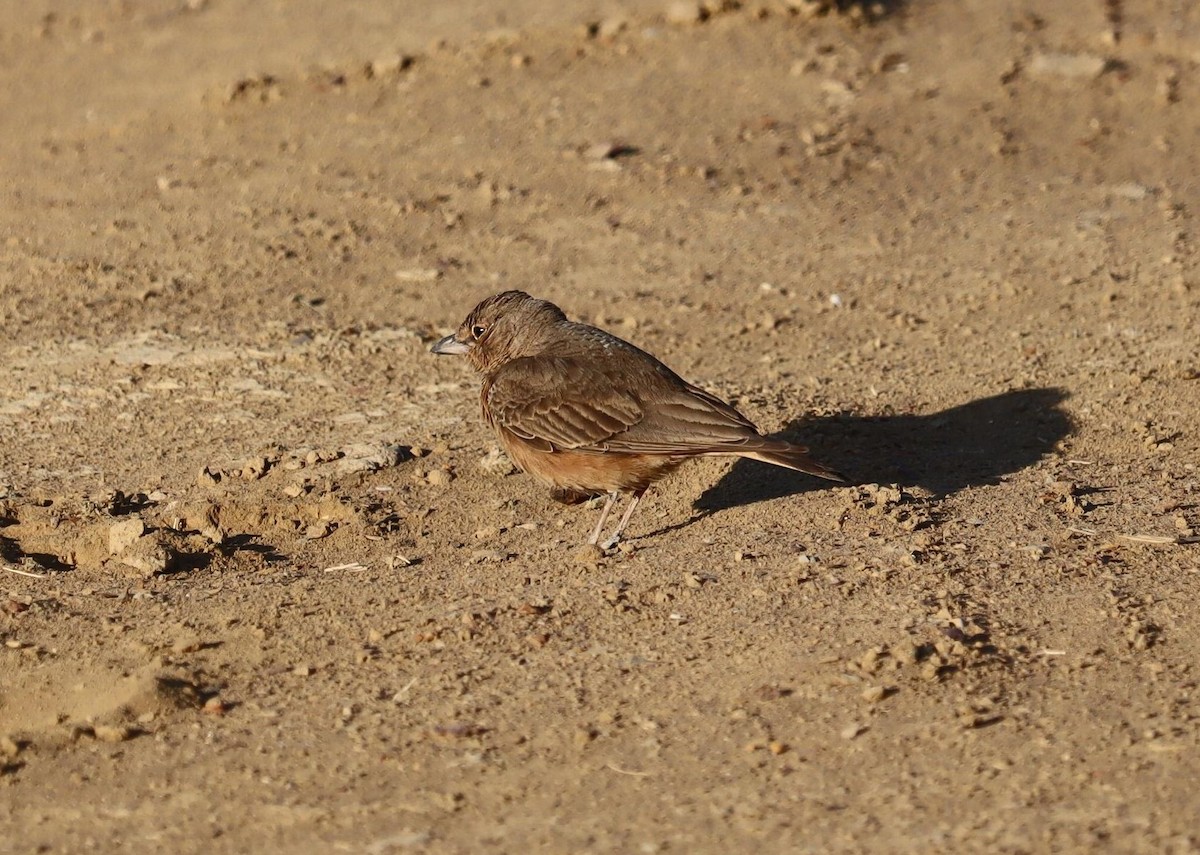 Rufous-tailed Lark - ML620244460