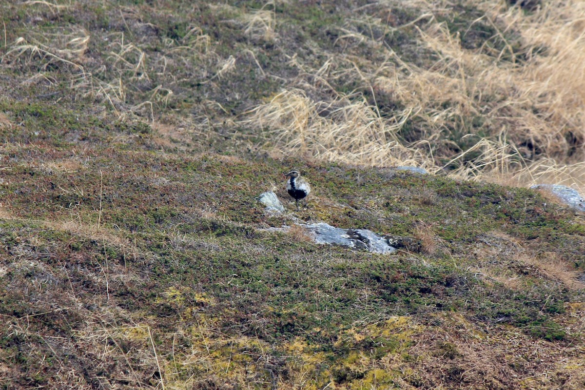 European Golden-Plover - ML620244462