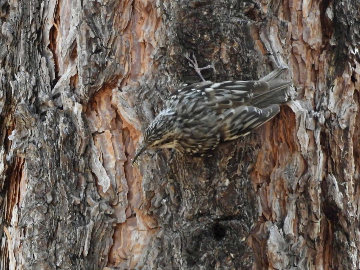 Brown Creeper - ML620244477