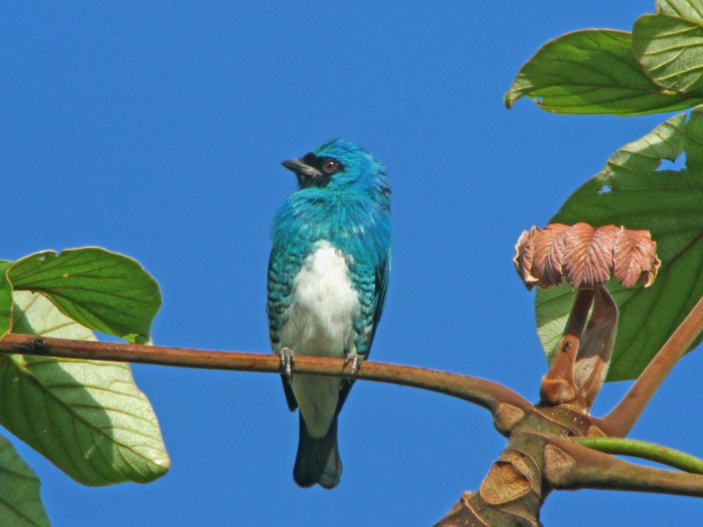 Swallow Tanager - ML620244478