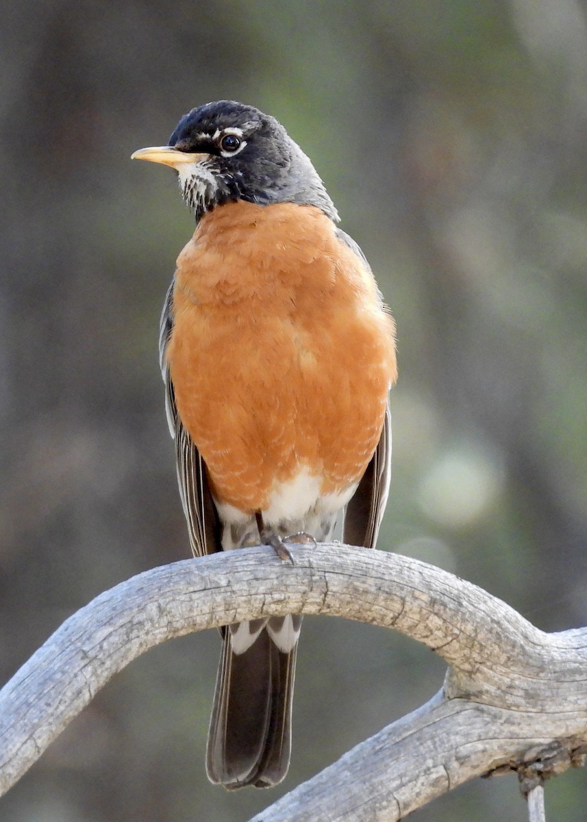 American Robin - ML620244479