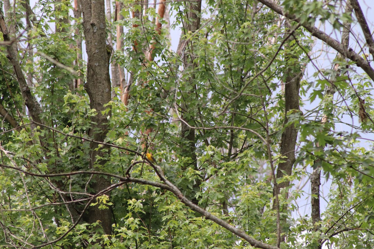 Prothonotary Warbler - ML620244483