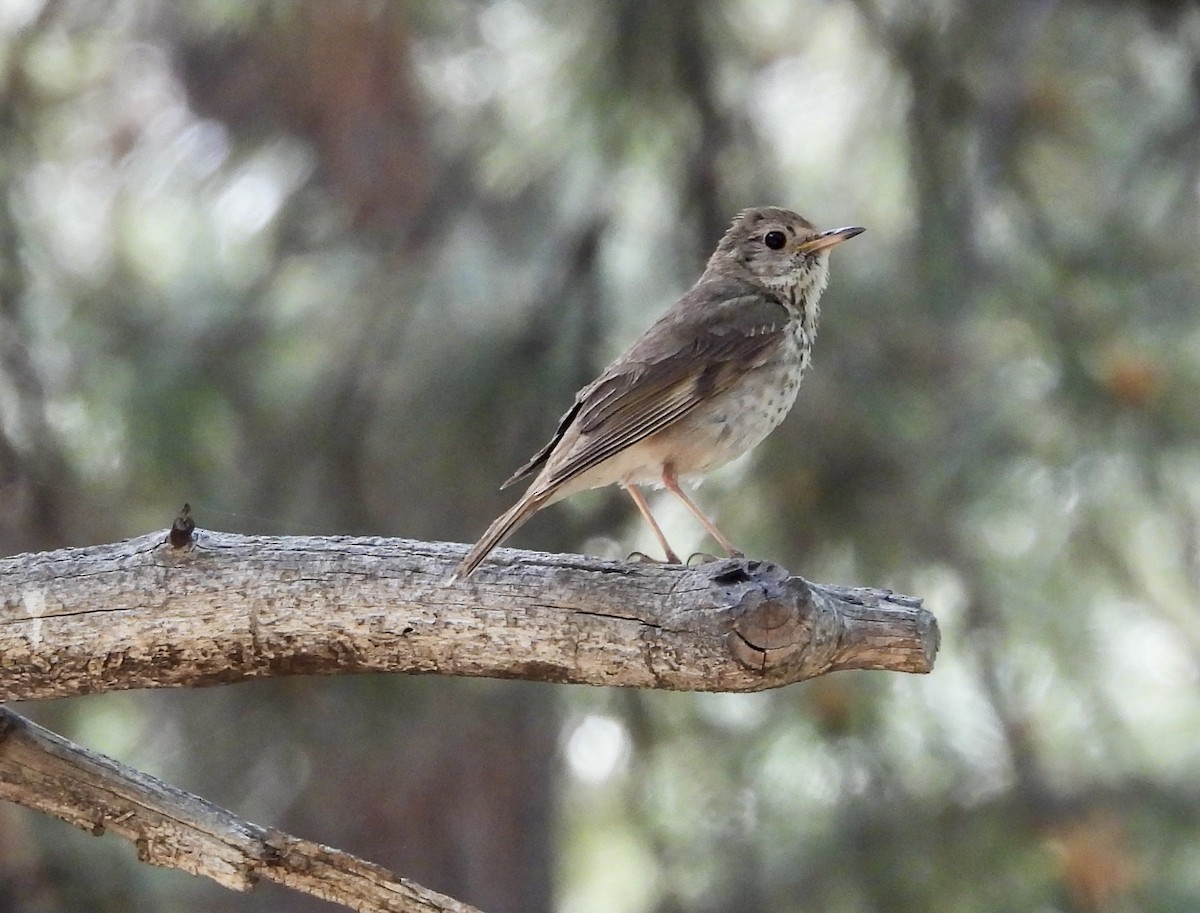 Hermit Thrush - ML620244485