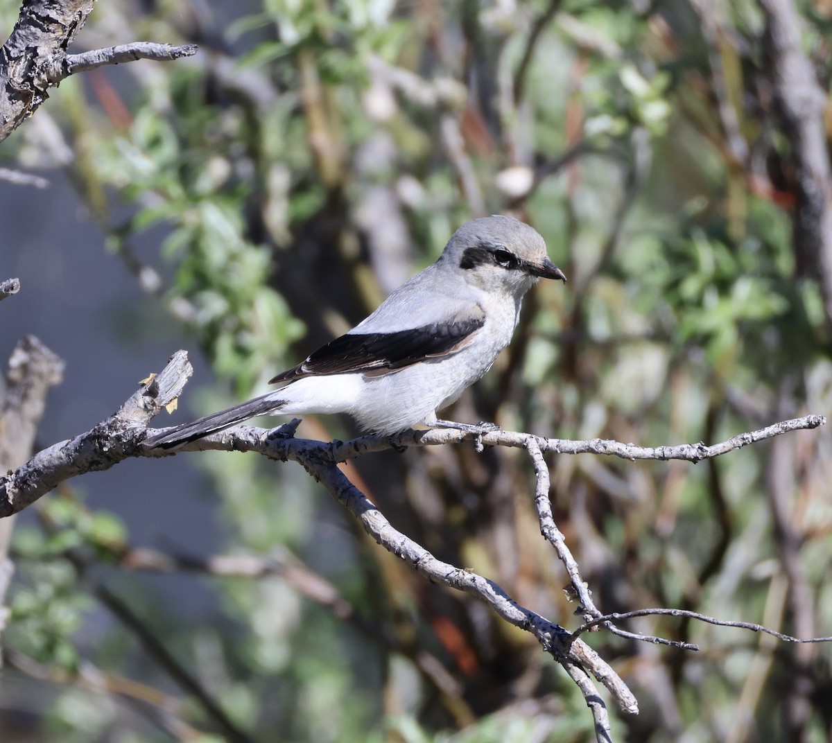 Northern Shrike - ML620244486