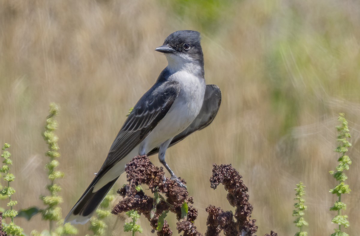 Eastern Kingbird - ML620244489