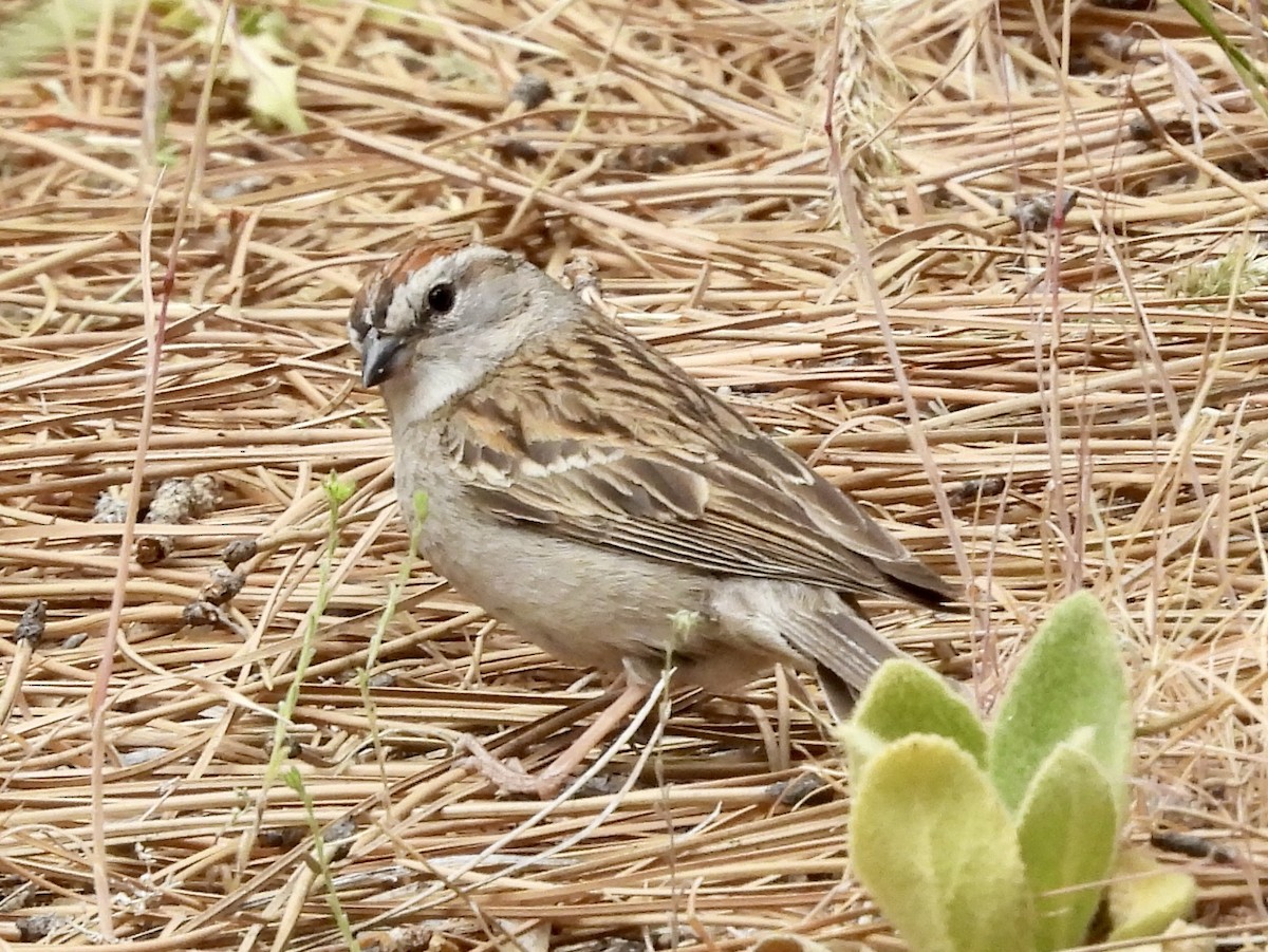 Chipping Sparrow - Kimberly Beck