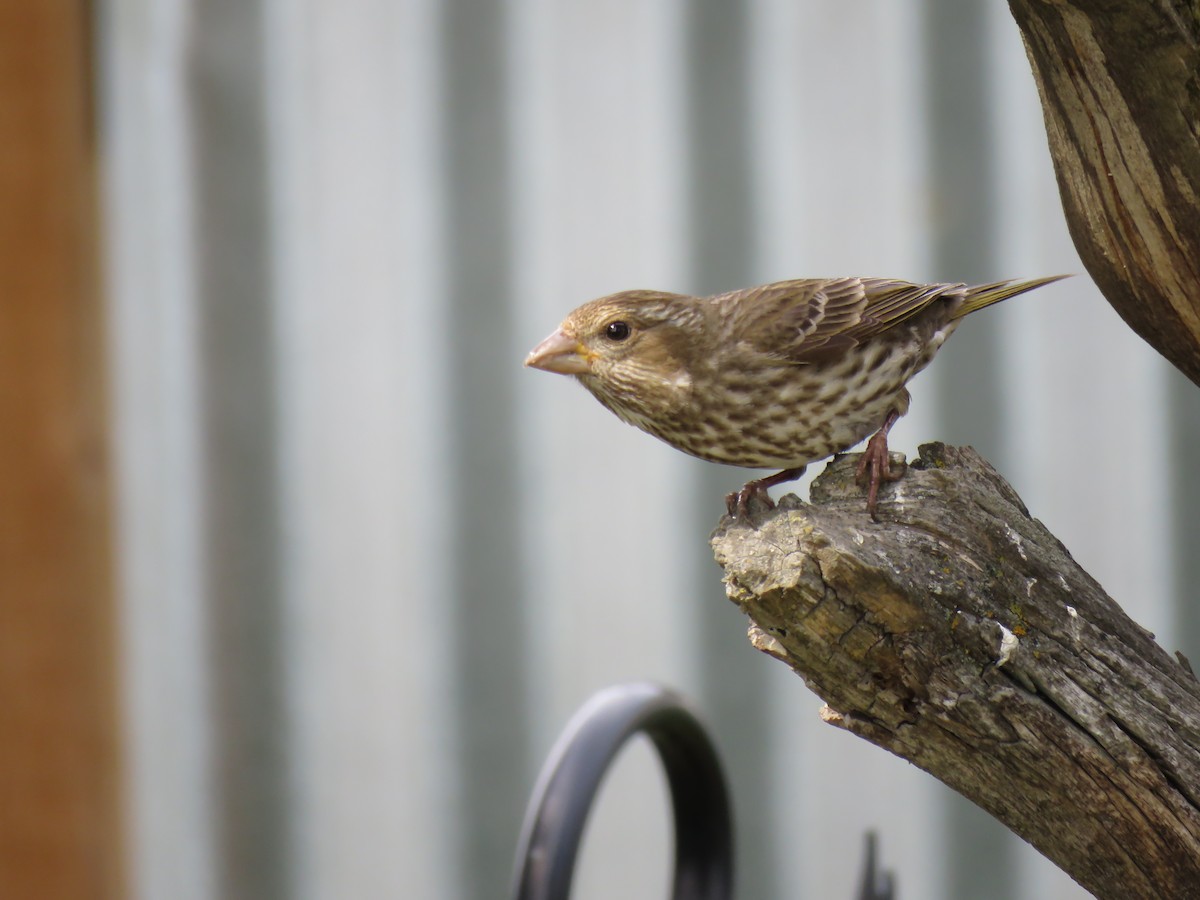 Purple Finch - ML620244494