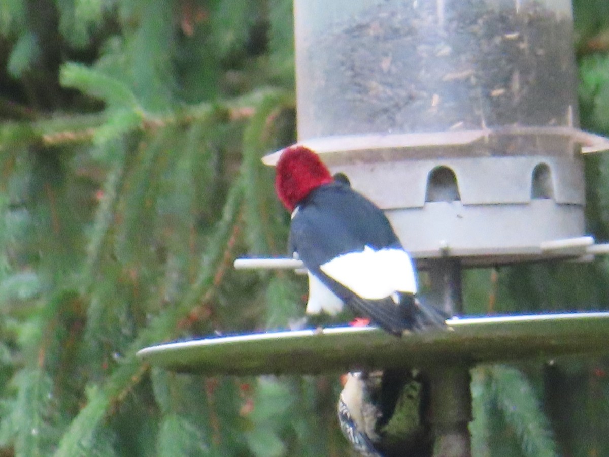 Red-headed Woodpecker - ML620244507