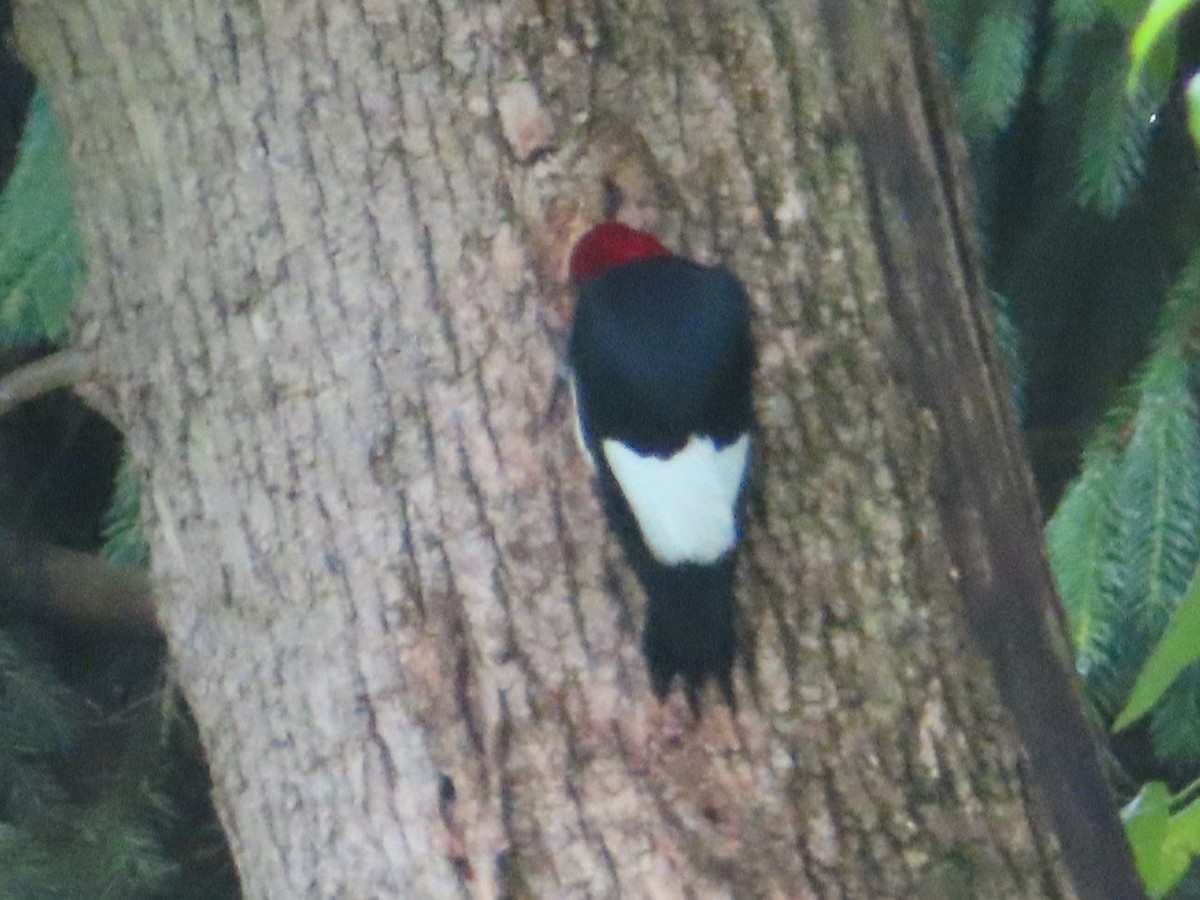 Red-headed Woodpecker - ML620244508