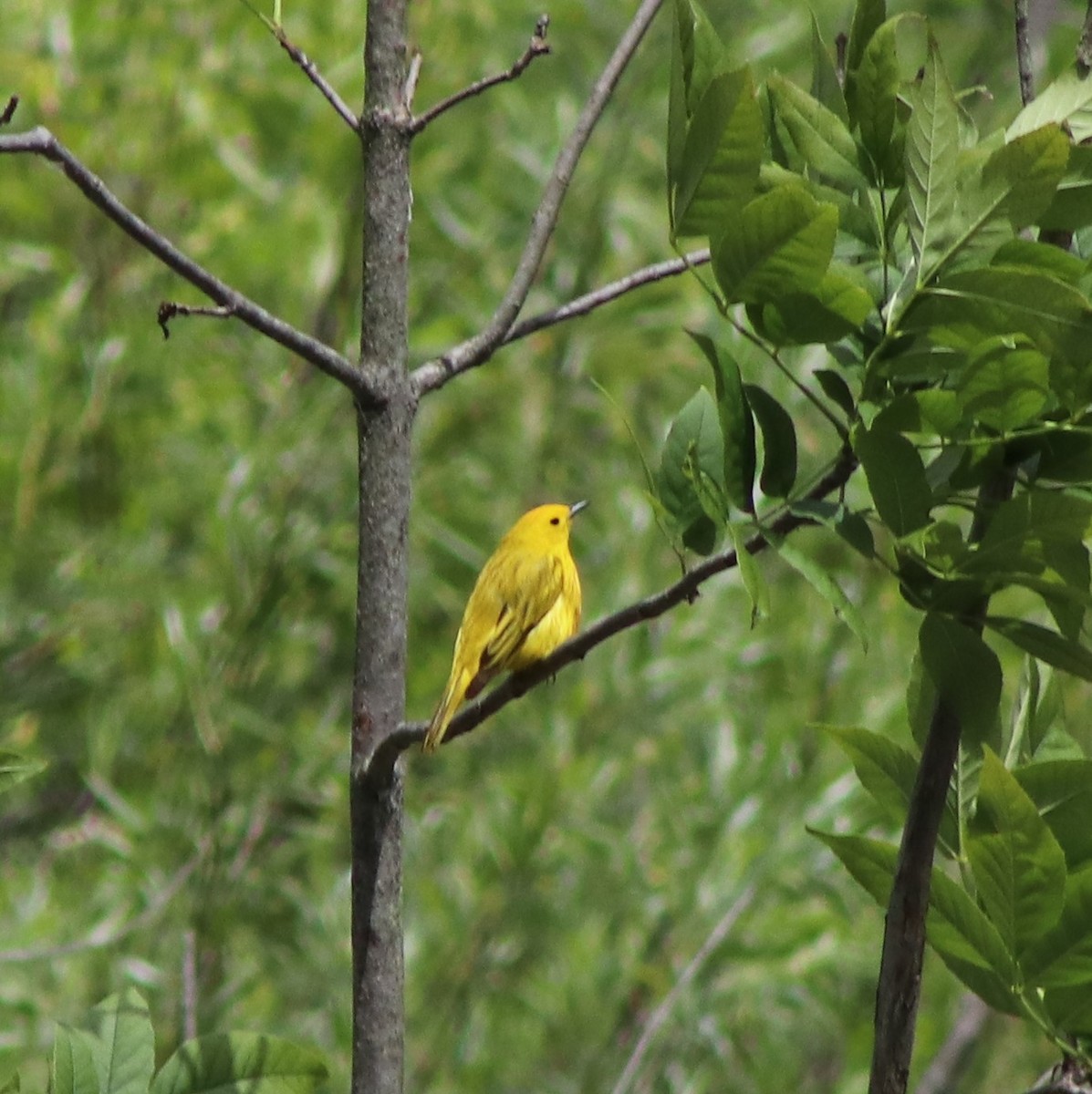 Yellow Warbler - ML620244514