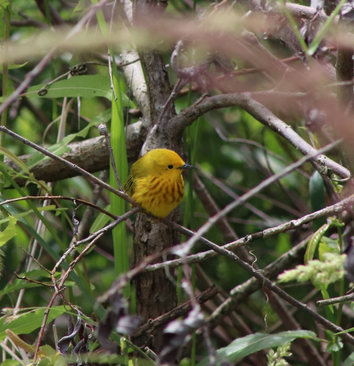 Yellow Warbler - ML620244515