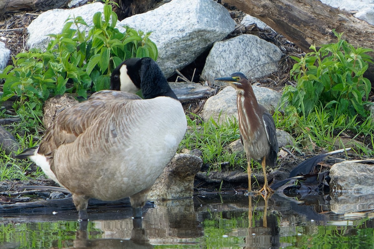 Green Heron - ML620244519