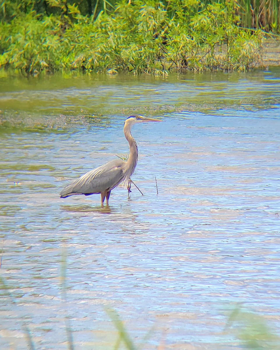 Great Blue Heron (Great Blue) - ML620244522