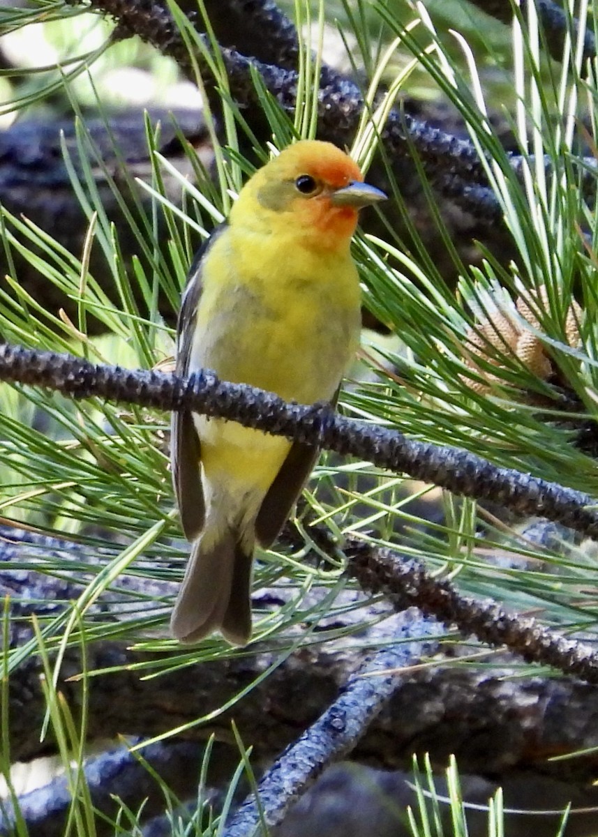 Western Tanager - ML620244523