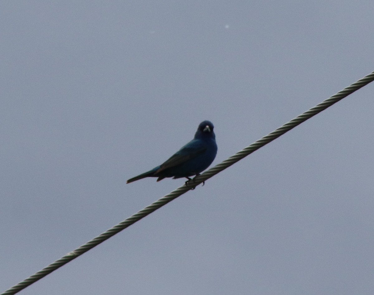 Indigo Bunting - ML620244527