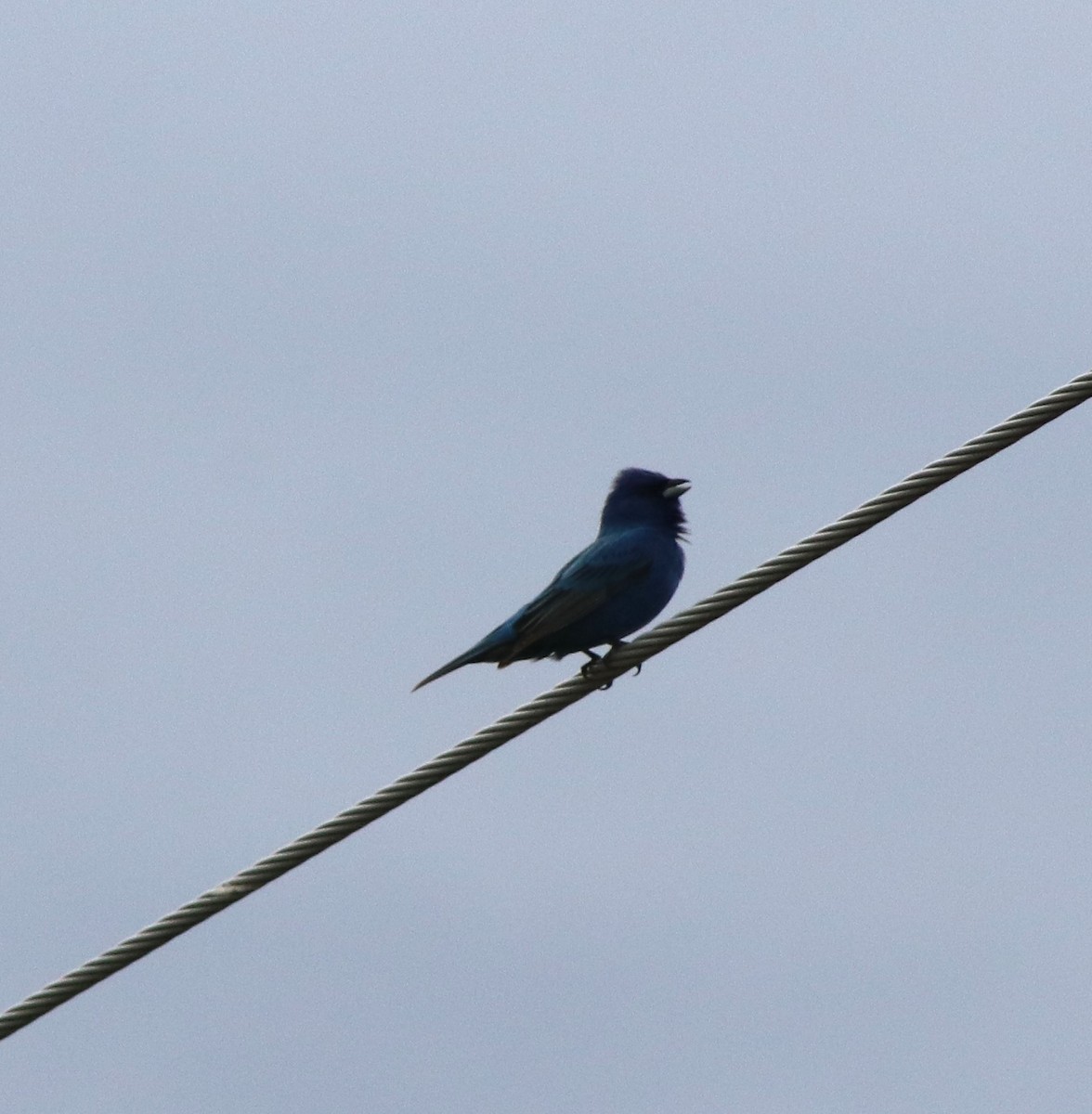 Indigo Bunting - ML620244529